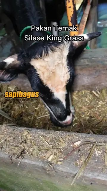 Pemberian-Pakan-Silase-King-Grass